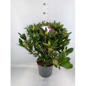 Rhododendron cauc. 'Cosmopolita'