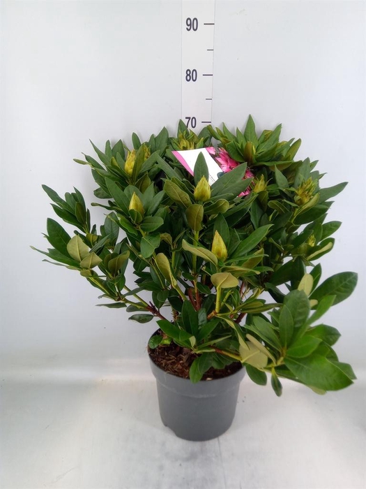 <h4>Rhododendron cauc. 'Cosmopolita'</h4>