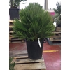 Chamaerops humilis