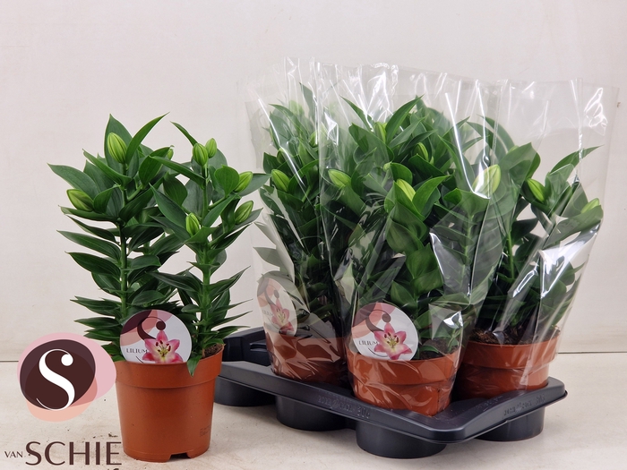 <h4>LIL OR SOUVENIR</h4>