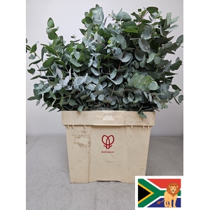 EUC CINEREA PB BUSH