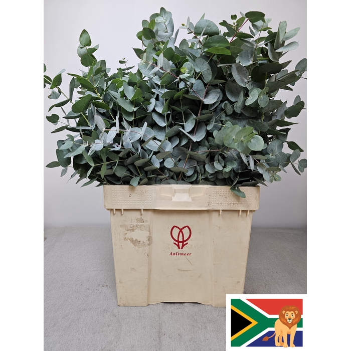 <h4>EUC CINEREA PB BUSH</h4>
