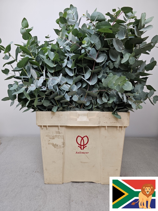 EUC CINEREA PB BUSH