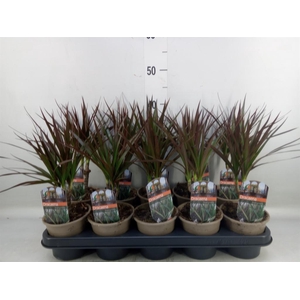 Dracaena marg. 'Magenta'