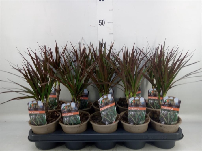 <h4>Dracaena marg. 'Magenta'</h4>