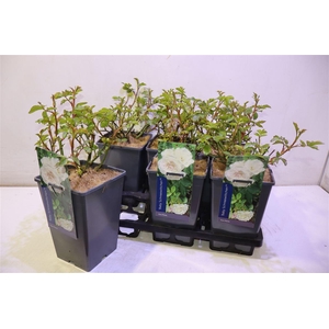 Rosa Baby Schneewittchen