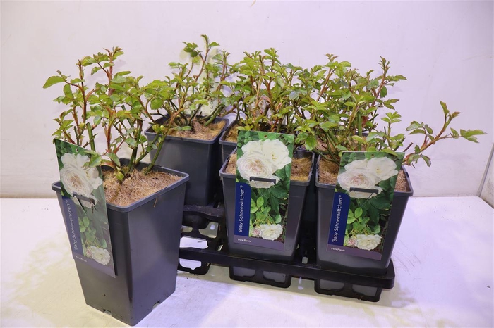 <h4>Rosa Baby Schneewittchen</h4>