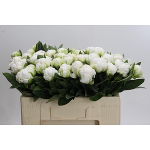 Paeonia Madame Claude Tain