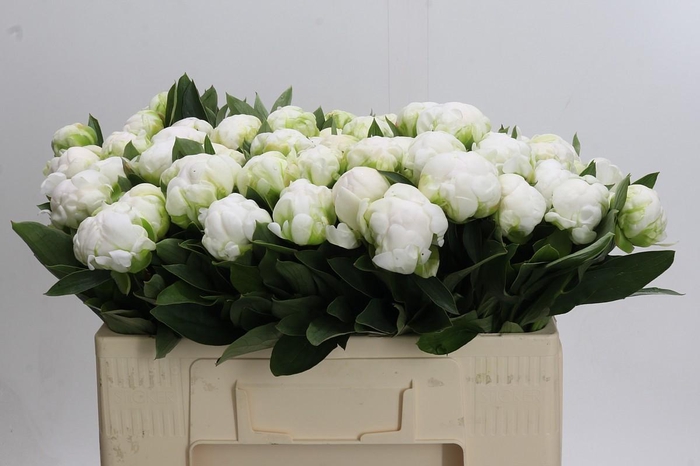 <h4>Paeonia Madame Claude Tain</h4>