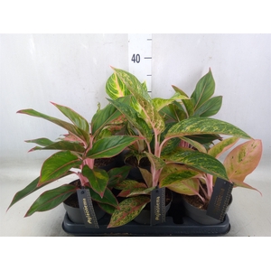 Aglaonema   ...