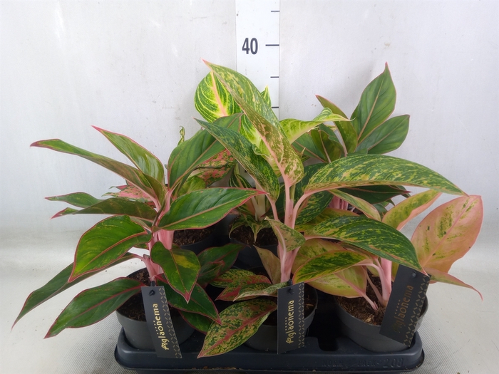 <h4>Aglaonema   ...</h4>