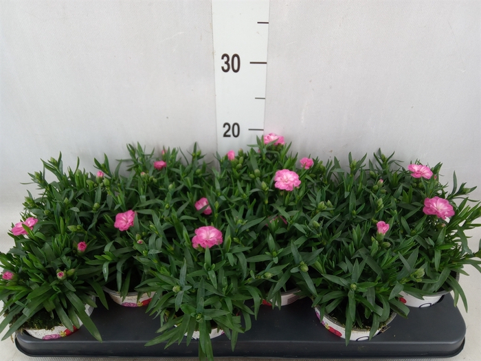 <h4>Dianthus  'Oscar Pink Star'</h4>