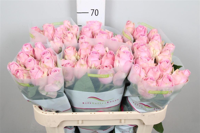 <h4>R Gr Heidi!</h4>