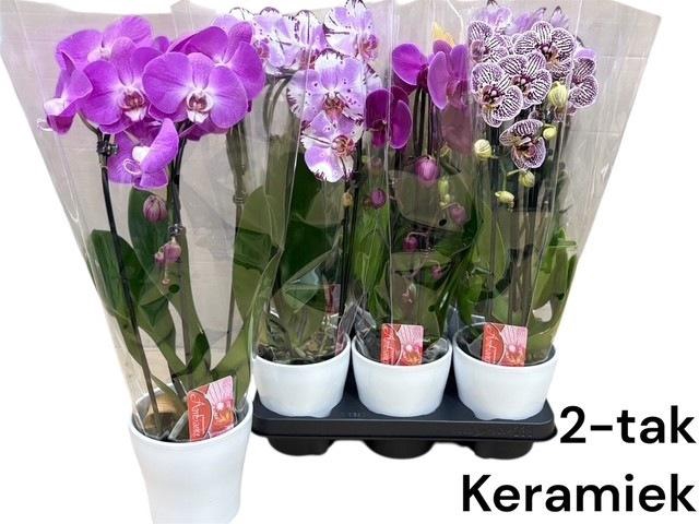 <h4>ARR PHALA MT 14+</h4>