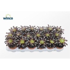 Aeonium Schwartzkopf