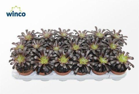 Aeonium Schwartzkopf