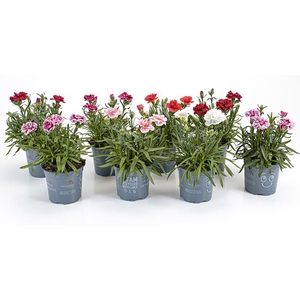 DIANTHUS CARYOPHYLLUS P11 MIX