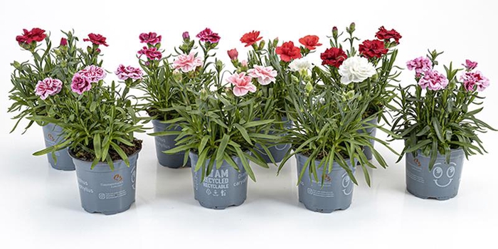<h4>DIANTHUS CARYOPHYLLUS P11 MIX</h4>