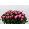 Paeonia Dr Alexander Fleming