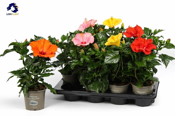 <h4>HIBIS MIXK 3 KL</h4>