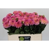 Dahlia Esli