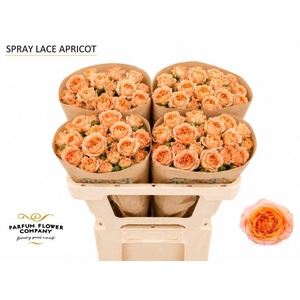 Rosa TR 'Apricot Lace'