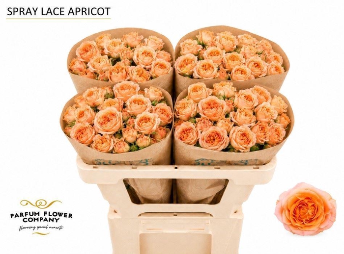 <h4>Rosa TR 'Apricot Lace'</h4>