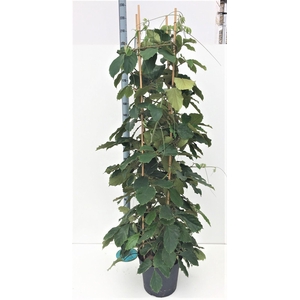 Tetrastigma voinierianum