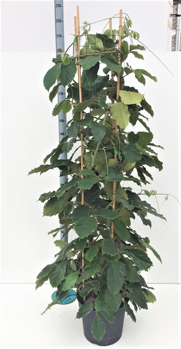 <h4>Tetrastigma voinierianum</h4>