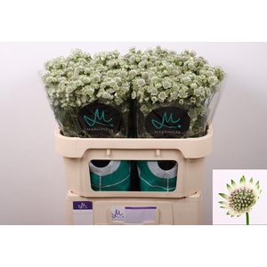 Astrantia Billion Stars XL Marginpar
