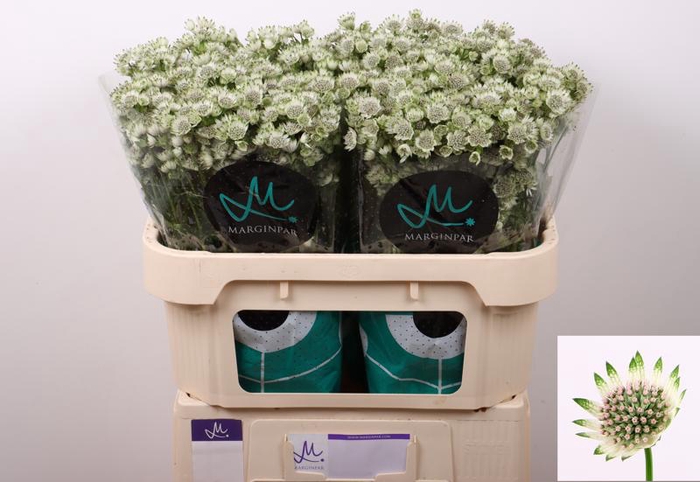 <h4>Astrantia Billion Stars XL Marginpar</h4>