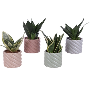 Sansevieria Compacta mix Ø09cm in Ø11cm Ceramic SE661