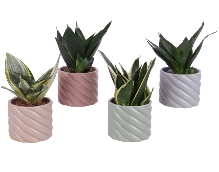 <h4>Sansevieria Compacta mix Ø09cm in Ø11cm Ceramic SE661</h4>