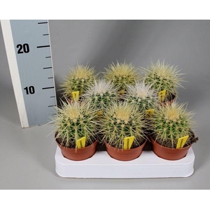 Echinocactus grusonii 8,5 cm met naametiket
