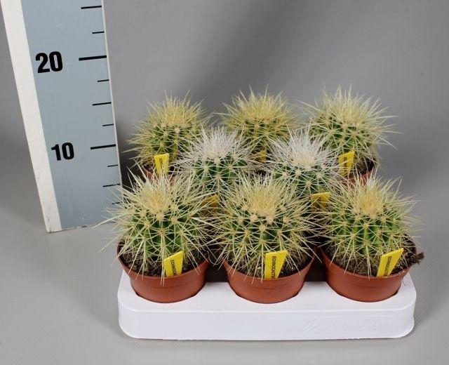 <h4>Echinocactus grusonii 8,5 cm met naametiket</h4>