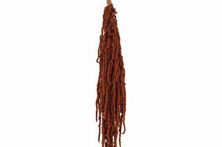 <h4>Preserved amaranthus paint brown</h4>