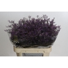 Limonium ov Safora Dark Blue