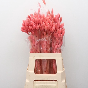 Dried Phalaris Pink