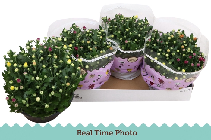 <h4>CHRYS GEM IN POT</h4>