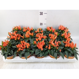 Capsicum annuum 'Salsa Dark Orange'