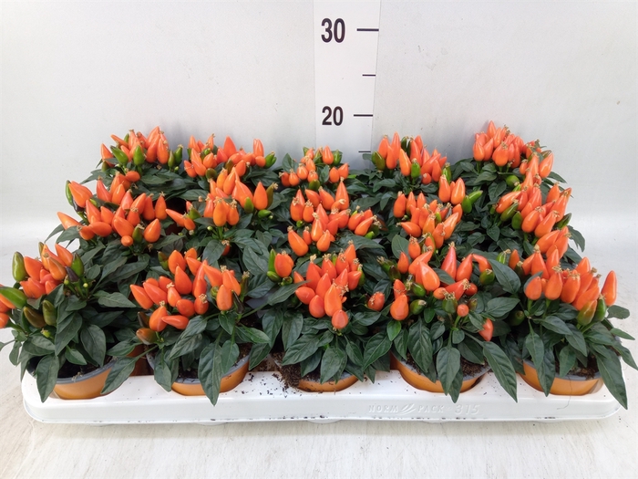 <h4>Capsicum annuum 'Salsa Dark Orange'</h4>