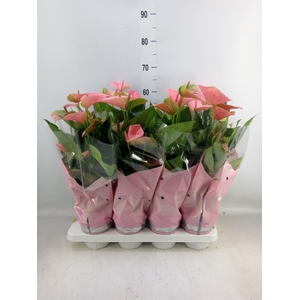 Anthurium andr. 'Sweet Dream'