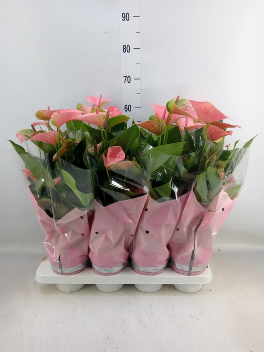 <h4>Anthurium andr. 'Sweet Dream'</h4>