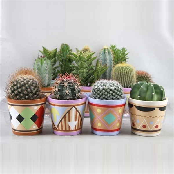 <h4>437 Picasopot cactus 6,5 cm</h4>