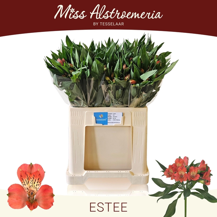 <h4>ALSTR ESTEE</h4>