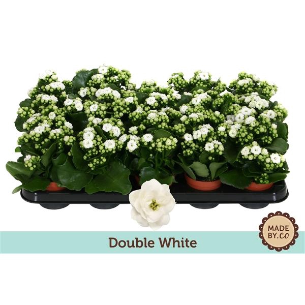<h4>Kalanchoë Double White - no sleeve</h4>
