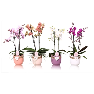 Phal. Multiflora 2-tak mix in keramiek BGC942 Hartpot touw