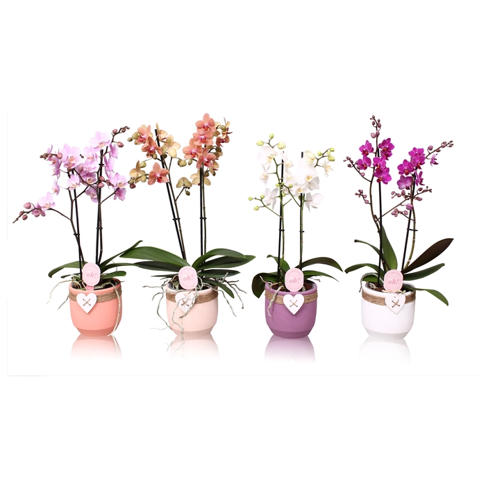 <h4>Phal. Multiflora 2-tak mix in keramiek BGC942 Hartpot touw</h4>