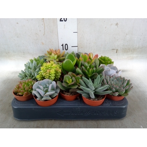 Succulents   ...