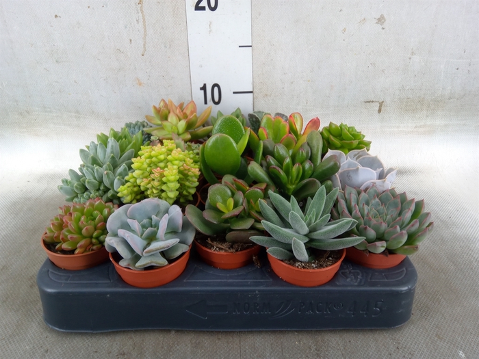 <h4>Succulents   ...</h4>